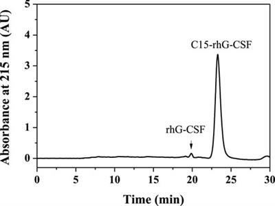 Preparation and Characterization of Site-Specific Fatty Chain-Modified Recombinant Human Granulocyte Colony Stimulating Factor